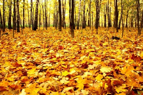 2630725-edge-of-the-forest-wilth-yellow-dead-maple-leaves